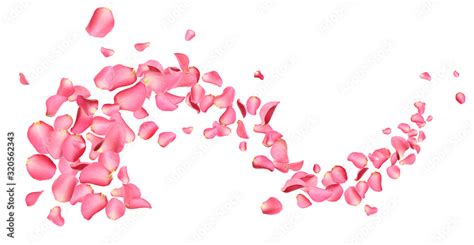 Flying Fresh Pink Rose Petals On White Background Stock Photo Adobe Stock