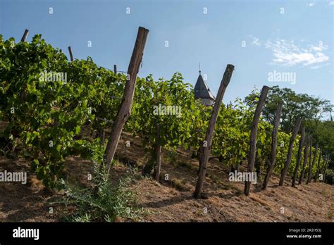 Vineyard Slope Grapevines Water Tower Castle Near Magdeburg