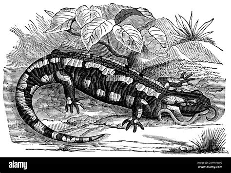 Fire Salamander Salamandra Salamandra Anonym Natural History Book