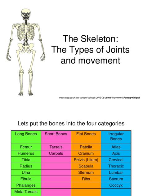 Joints Movement Powerpointpdf Anatomical Terms Of Motion Joints