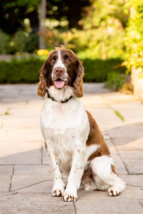 Bo (Bo boy) – Barks and Meows Adoption Rescue