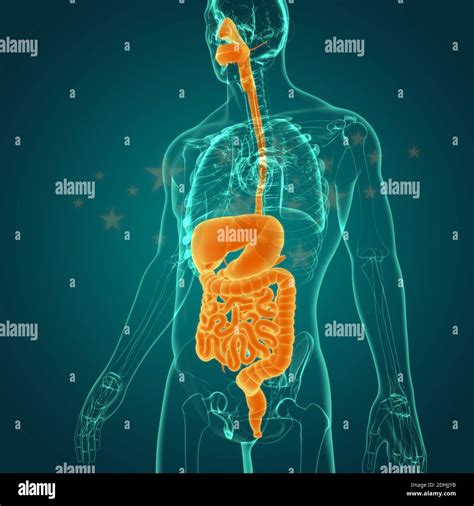 Le Systeme Digestif 4006771 Vr2422uu Digestive System 3b Scientific Images