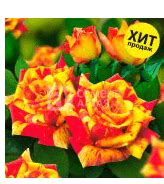 Роза Файр Флеш (спрей) Семена Алтая (Сибирские розы)