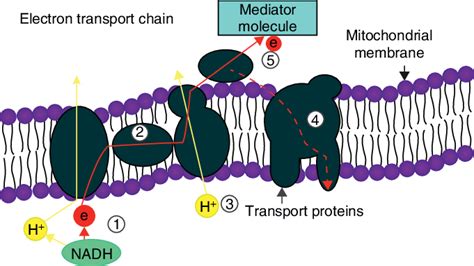 3 Mediated Electron Transfer In A Bacterial Cell Source Download