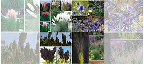 Семена кортадерии,Молинии,Синеголовника,Сорго купить в Самаре | Товары ...