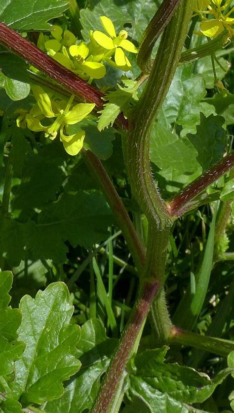 charlock char lock wild flower finder