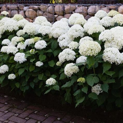 Гортензия древовидная Аннабель/Hydrangea arborescens Annabelle 40-60 С5 ...