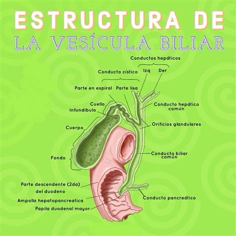 Anatomia Del Vesicula Biliar - Estructura De La Vesícula Biliar