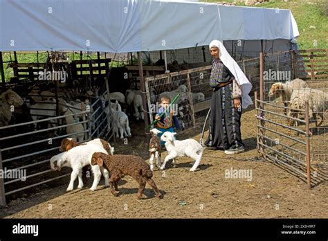 Bedouin Shepherd With A Flock Of Sheep In The Negev Israel Stock Photo