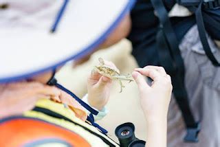 Adventures With The Naked Hermit Crabs First Naked Hermit Crabs Walk At Sentosa