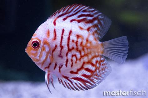 Diskus Chekerboard Red Symphysodon Aequifasciatus Aquaristik Shop