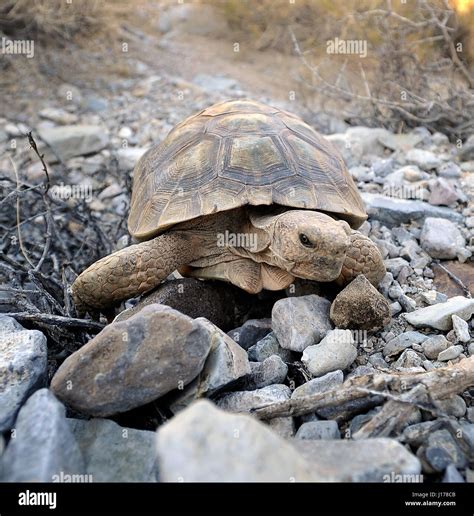 Nevada Desert Tortoise Hi Res Stock Photography And Images Alamy