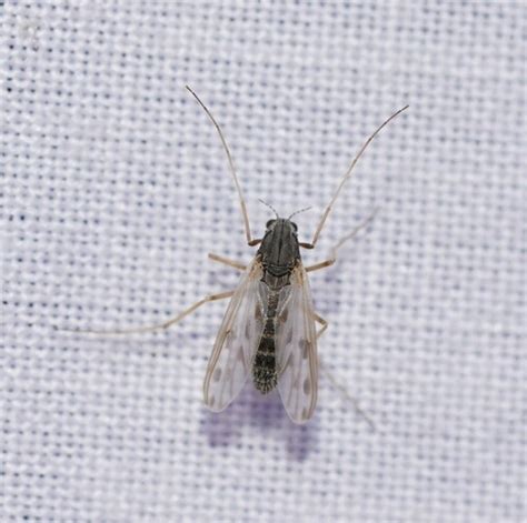 Polypedilum Nubiferum · Inaturalist