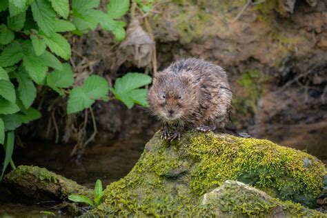 Water Vole Surveys The Ecology Co Op