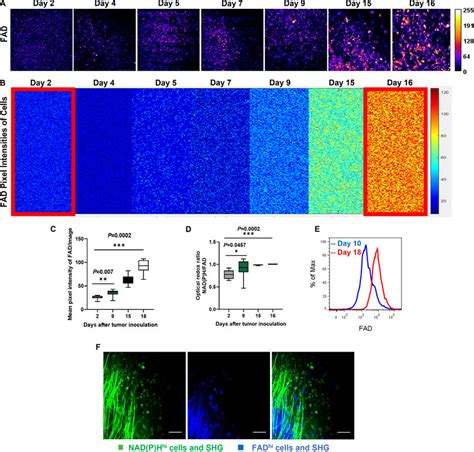 Metabolic Profiling By Intravital Fad Autofluorescence Imaging Reveals