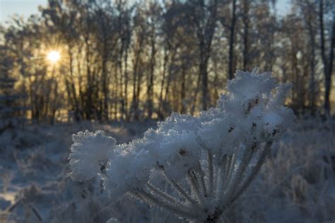 Sun And Frosty Parsnip Anchorage Alaska Carl Johnson Photography