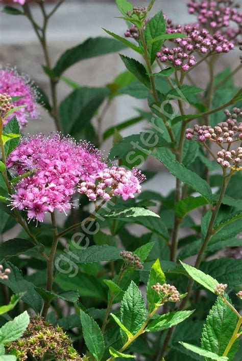 Спирея японская, Spiraea japonica