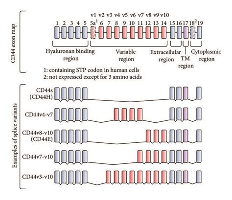 CD44 A Gene Map Of CD44 Standard CD44 CD44s Does Not Contain