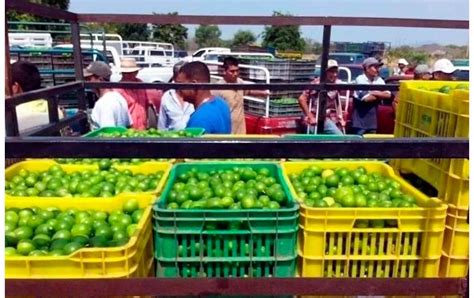 Caen extorsionadores de limoneros en Michoacán