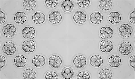 leading  quest  understand female egg quality reproductive