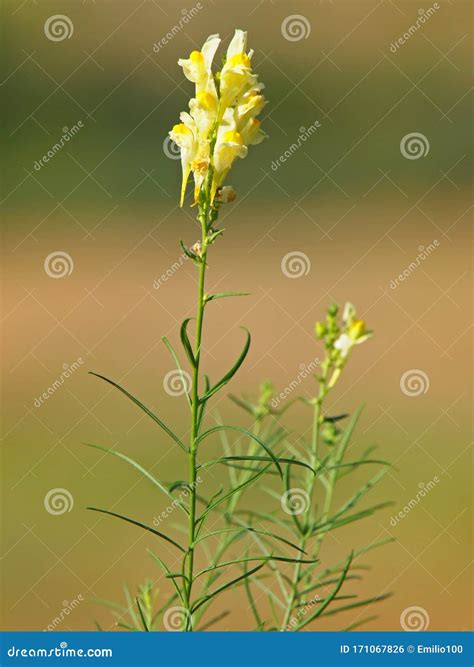 Yellow Flower of Common Toadflax, Linaria Vulgaris Stock Photo - Image