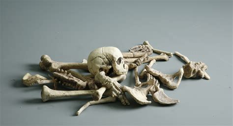 Bones - 2 by mjranum-stock on DeviantArt