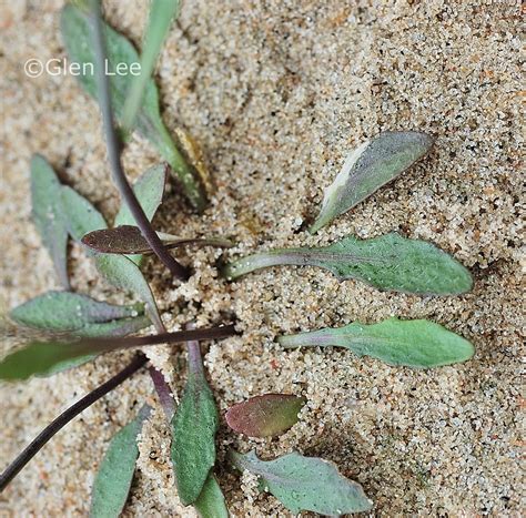 Aarabidopsis Lyrata Photos Saskatchewan Wildflowers