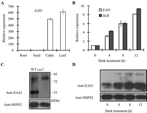 Expression Pattern Of EAS1 Gene A Quantitative RT PCR QRT PCR