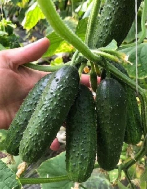 Выбираем сорта огурцов заранее.. Увлекательный контент в ОК