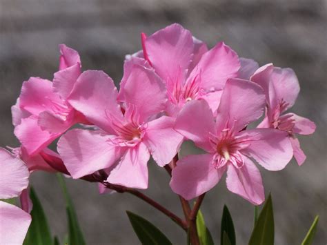 Oleander Nerium Flower Free Photo On Pixabay Pixabay