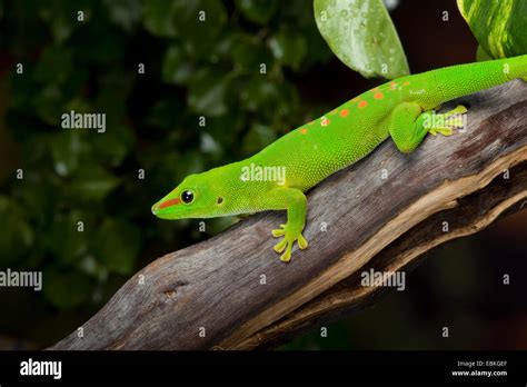 Madagascar Giant Day Gecko Phelsuma Madagascariensis Grandis Phelsuma