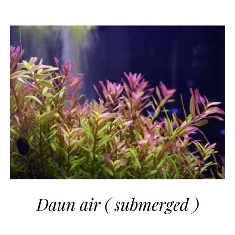 Jual Rotala Bsd Tanaman Aquascape Shopee Indonesia