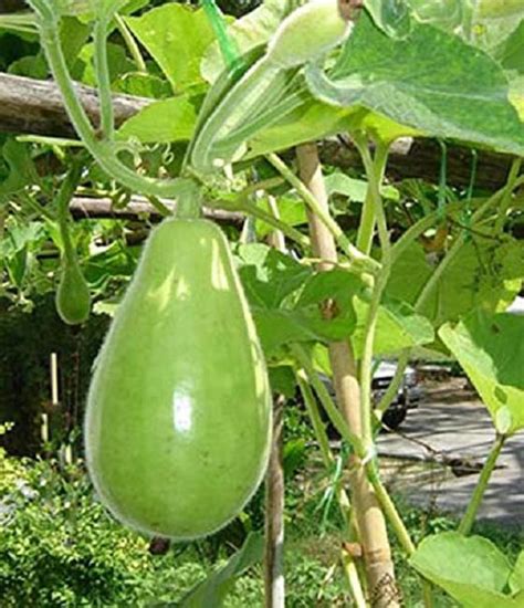 Bottle Gourd Round Lauki Dudhi Lagenaria Siceraria Vegetable Pack Of 15 Seeds