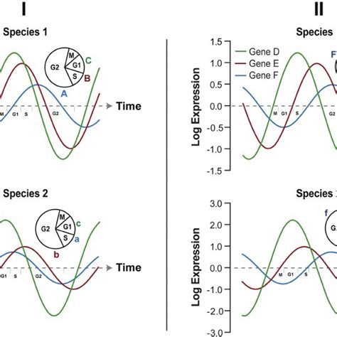 A Core Set Of Signature Cell Cycle Genes With Relative Order Of Time To