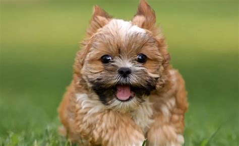 Yorkshire Terrier Mix With Shih Tzu