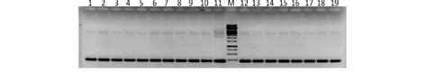 Electrophoretic Analysis Of Putative Cotton Transgenic Showing PCR