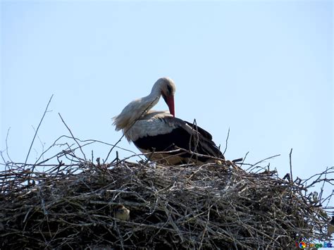 stork  image