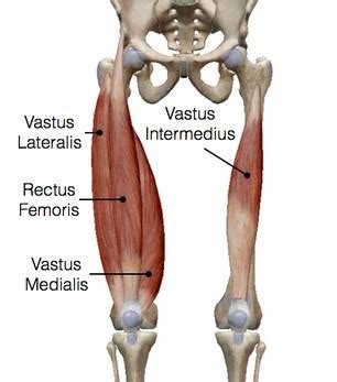 Anatomy - Muscles - Quadriceps Diagram | Quizlet