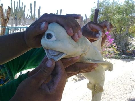 Cyclops of the Sea: Pictures of a One-Eyed Shark | Live Science