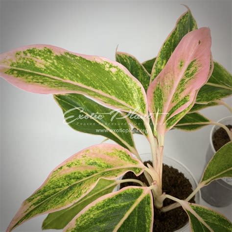 aglaonema Pink Aurora - exoticplantshop.org