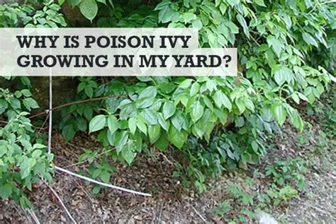 Why Is Poison Ivy Growing In My Yard How To Get Rid Of It