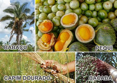 Cite Exemplos De Recursos Vegetais Provenientes Do Extrativismo