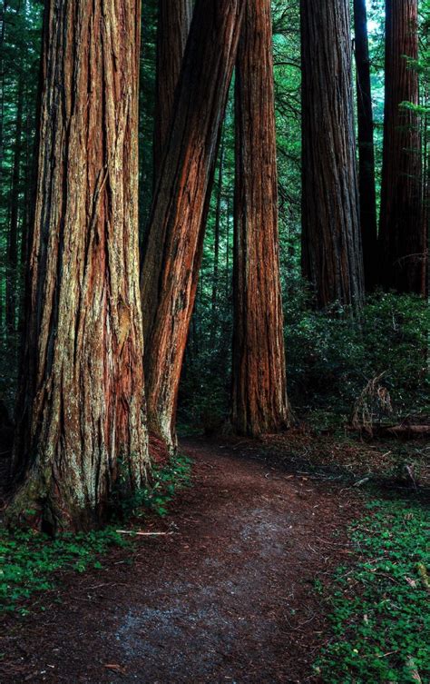 Redwood Forest Wallpapers 4k Hd Redwood Forest Backgrounds On