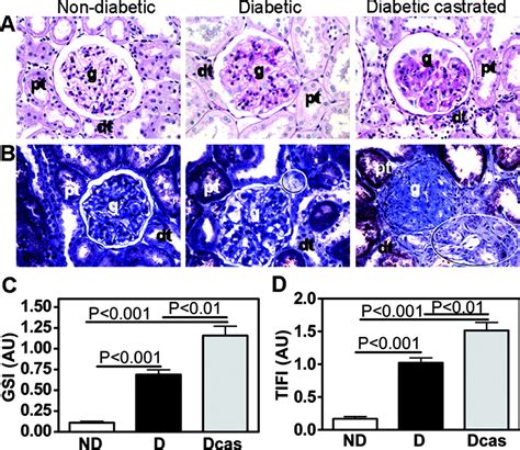 Imbalance In Sex Hormone Levels Exacerbates Diabetic Renal Disease Hypertension