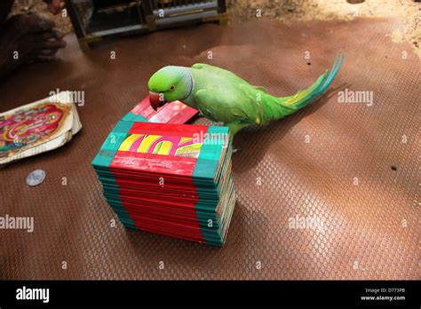 Astrologer With His Parrot Fortune Teller Stock Photo Alamy