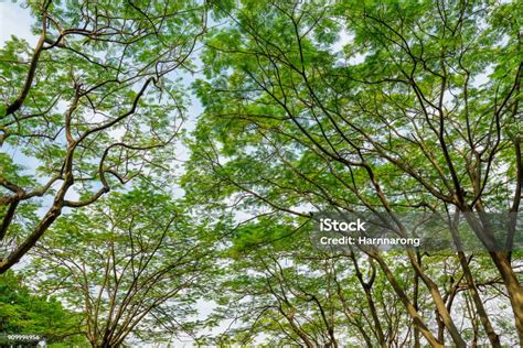 pohon  taman  daun hijau   cabang pohonnya foto stok