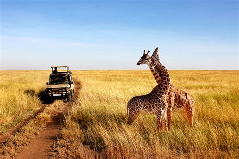 Les meilleurs safaris à absolument faire en Tanzanie Chéri fais tes