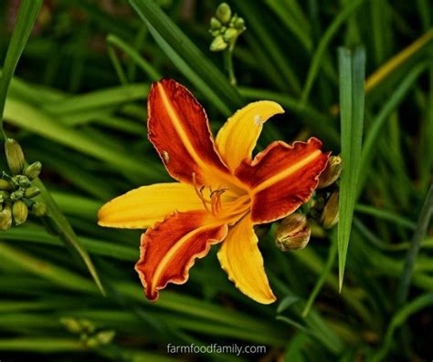 🌺 Lily Flower Meaning, Symbolism - A Symbol Of Femininity, Motherhood