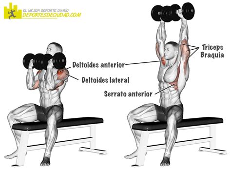 Musculos Press Arnold