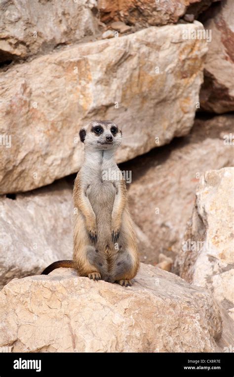 Meerkat Suricata Suricatta Stock Photo Alamy